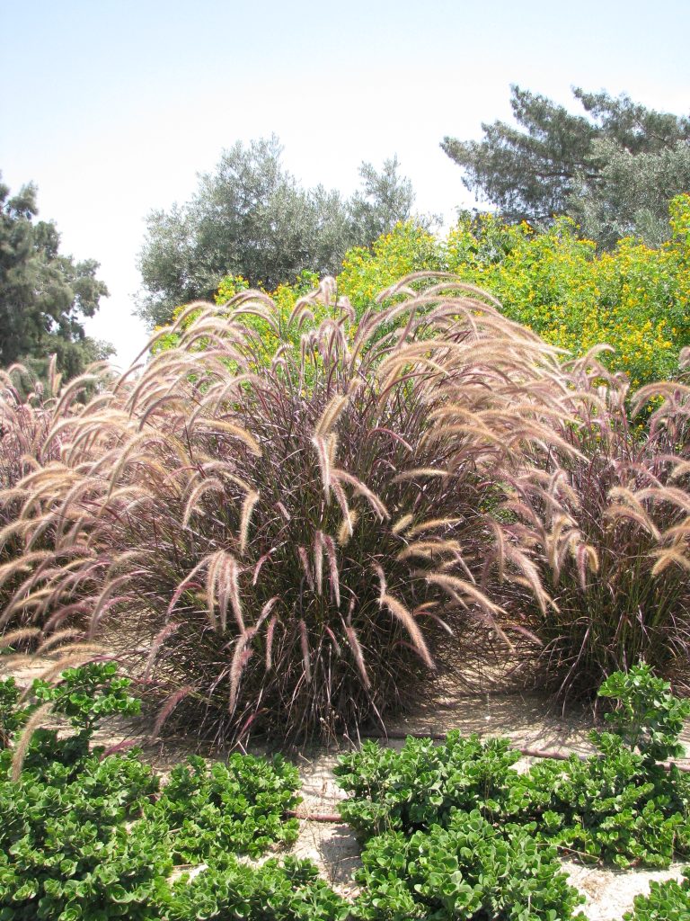 Pennisetum_setaceum_Rubrum_full_up1