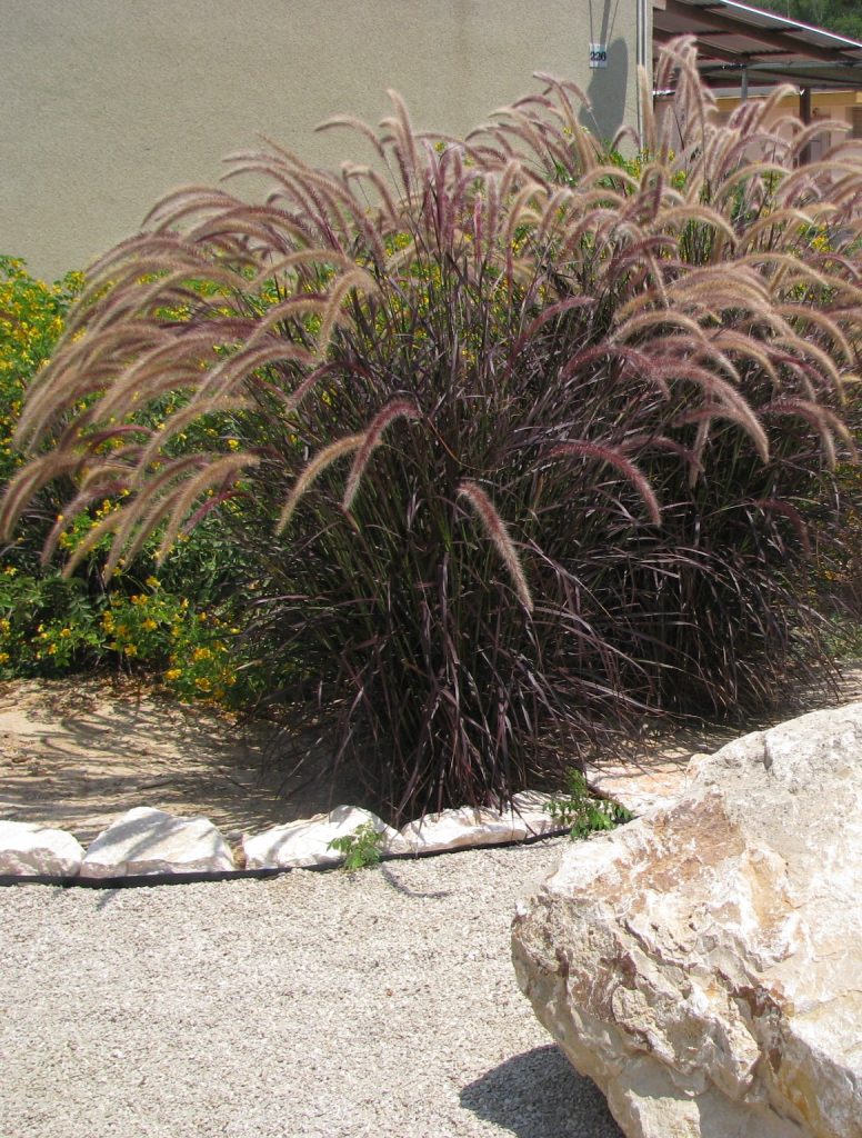 Pennisetum_setaceum_Rubrum_group3_cut_up