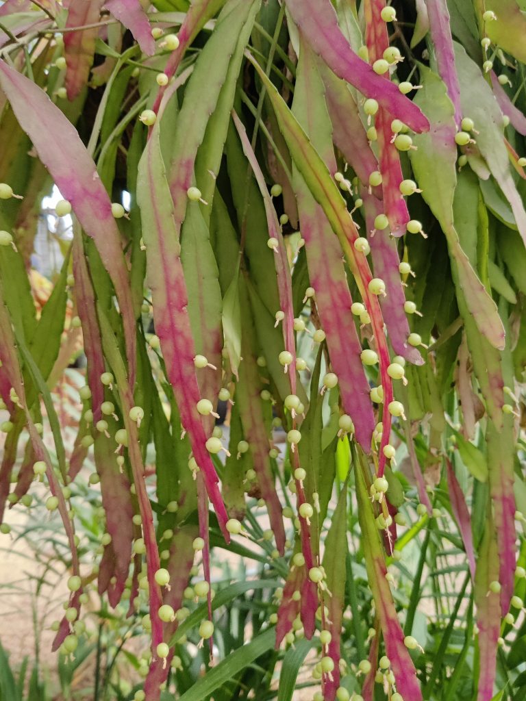 Pseudorhipsalis_ramulosa_fruit_up1