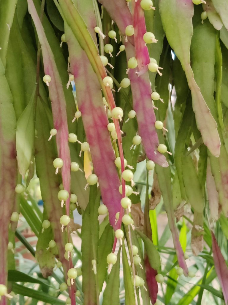 Pseudorhipsalis_ramulosa_fruit_up2