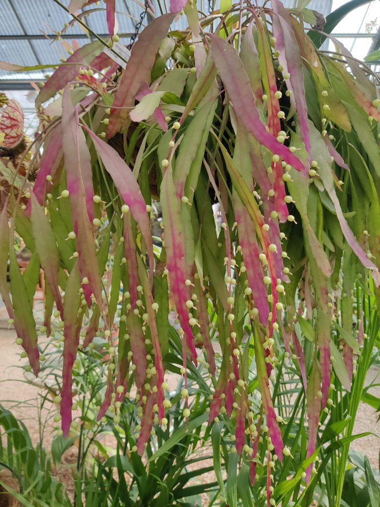 Pseudorhipsalis_ramulosa_full_fruit_up