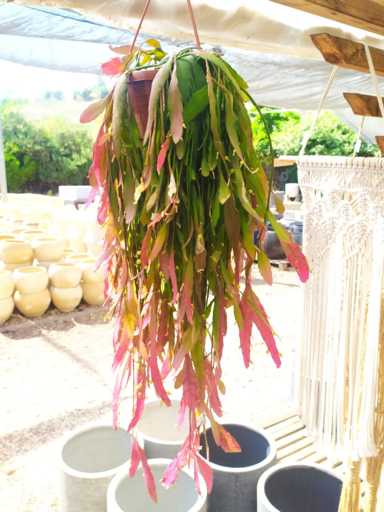 Pseudorhipsalis_ramulosa_full_red_up1