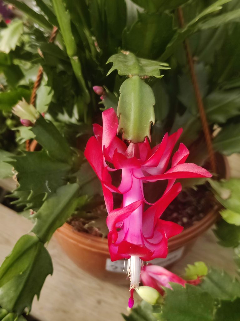 Schlumbergera_cultivars_flower_up1