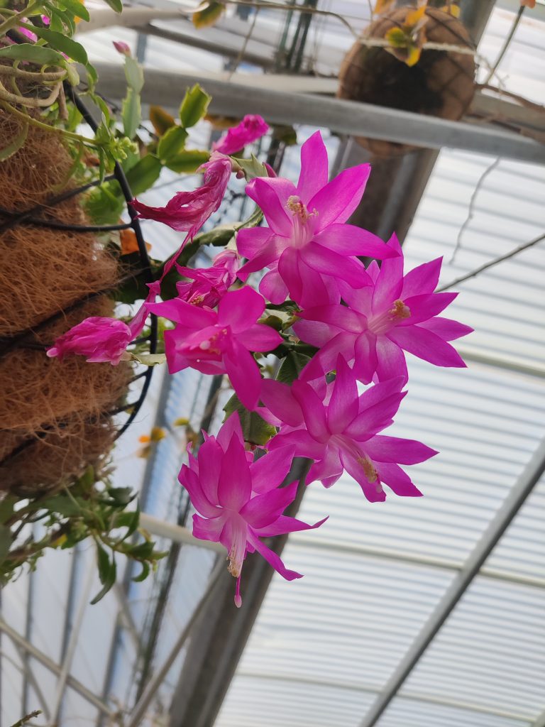 Schlumbergera_cultivars_flowers_up2