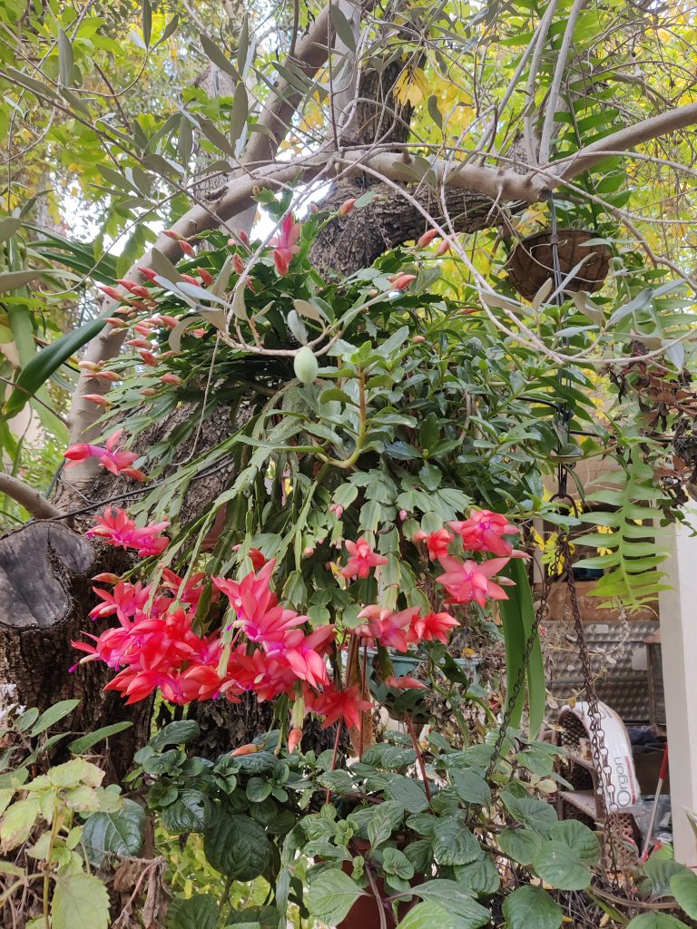 Schlumbergera_cultivars_full_garden_up1