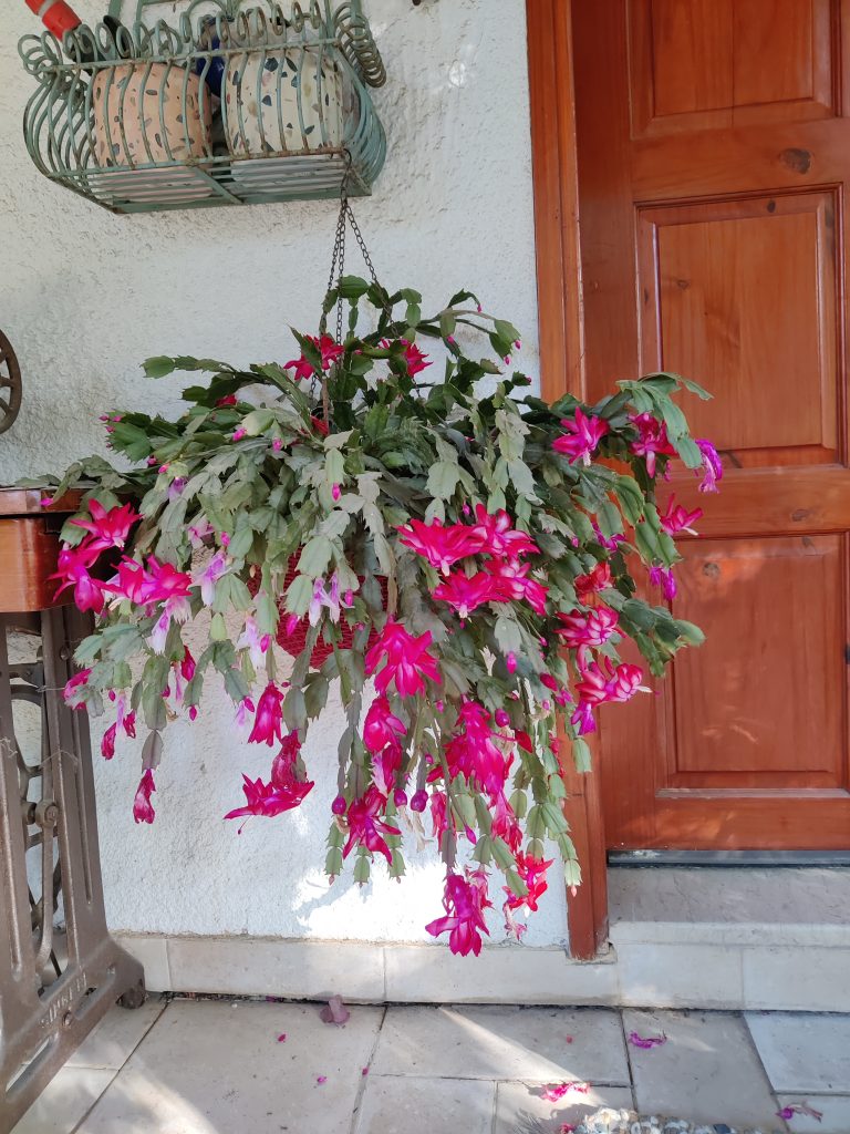 Schlumbergera_cultivars_full_up1