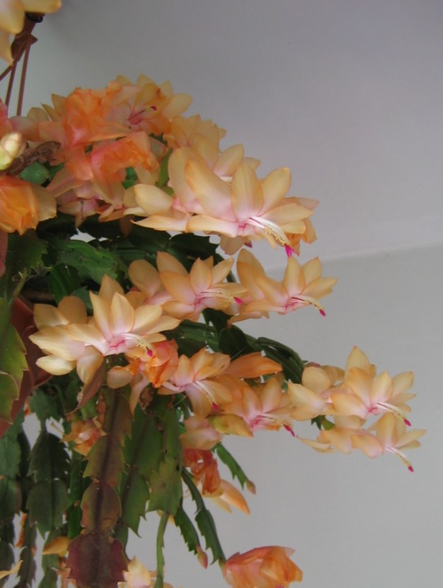 Schlumbergera_cultivars_home_flowers_up_cut_up