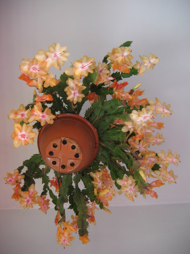 Schlumbergera_cultivars_home_full_up1