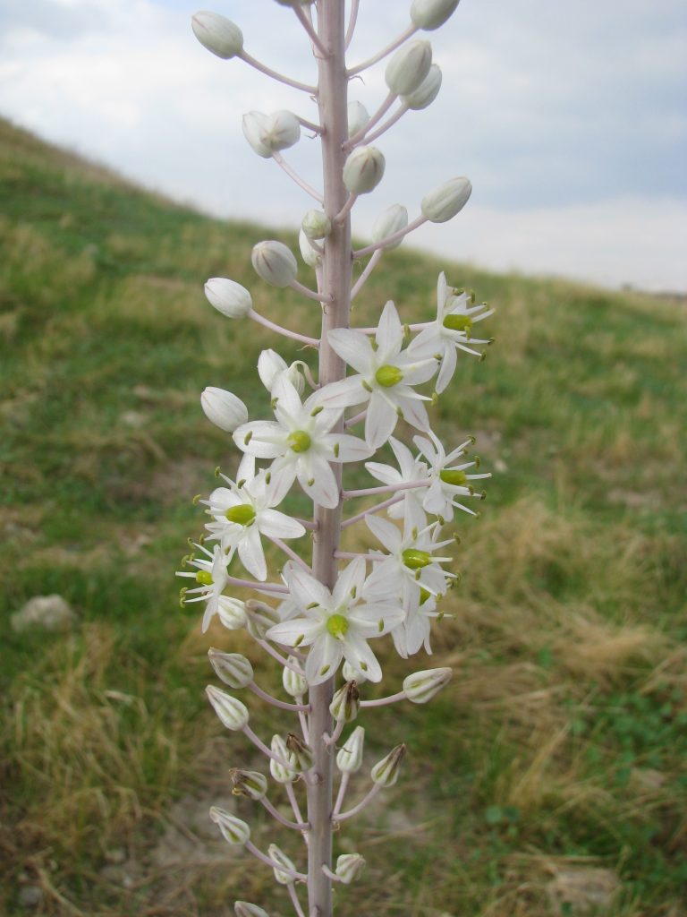 Urginea_maritima_flowers_up1