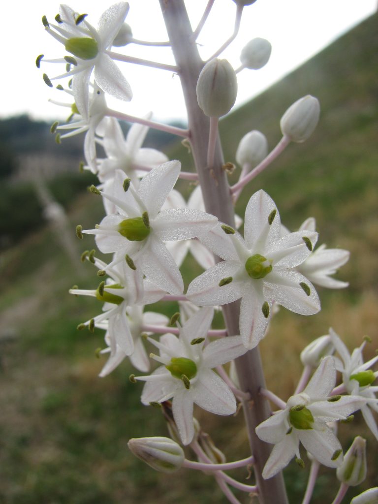 Urginea_maritima_flowers_up2