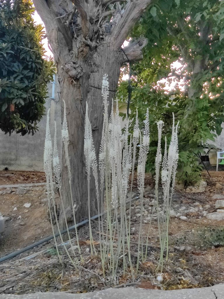 Urginea_maritima_full_flowers_up1