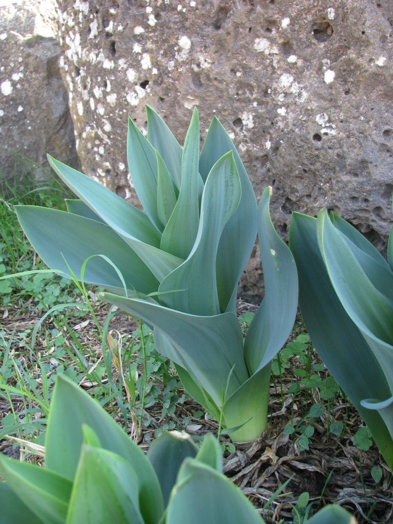 Urginea_maritima_full_leaves_up1