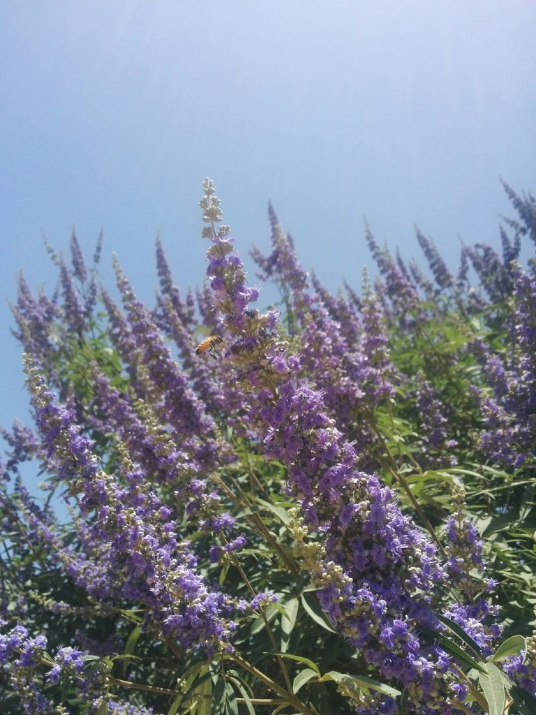 Vitex_agnus_castus_Nataf_flowers_up1