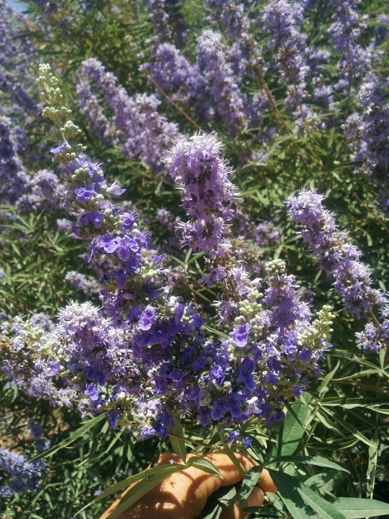 Vitex_agnus_castus_Nataf_flowers_up2