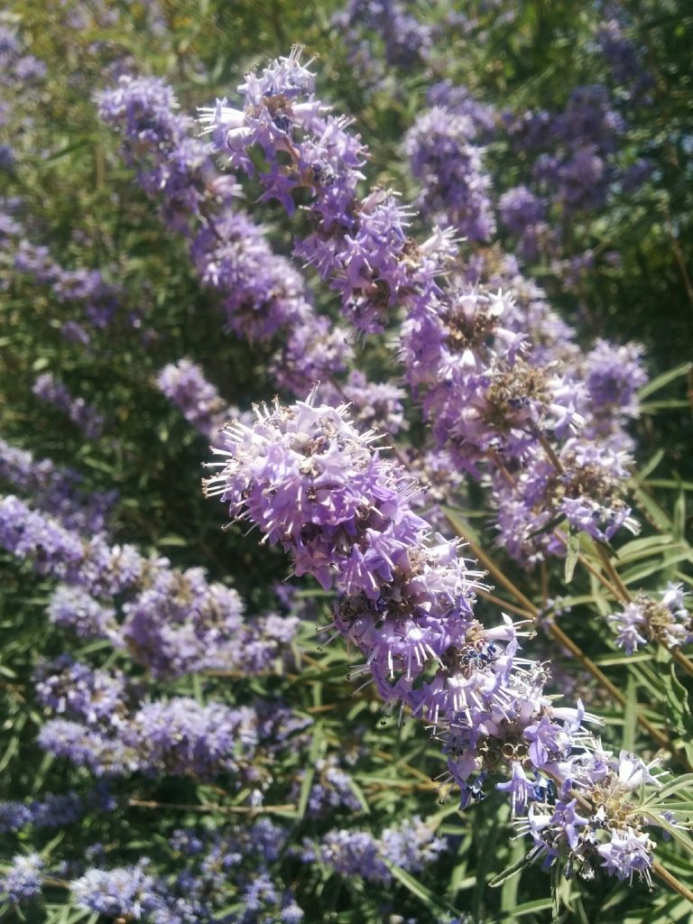 Vitex_agnus_castus_Nataf_flowers_up3