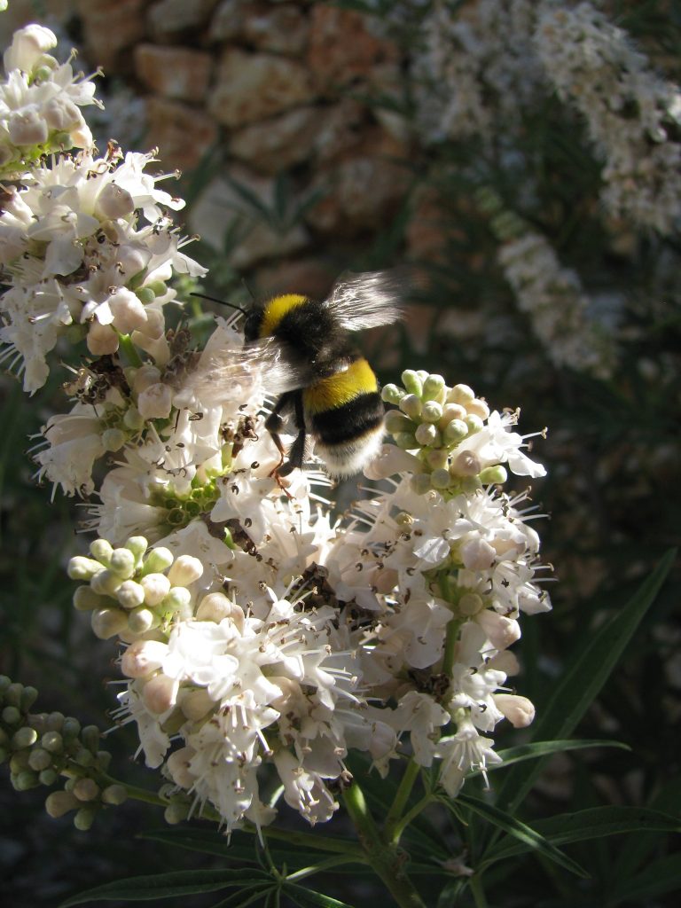 Vitex_agnus_castus_Nataf_flowers_white_up