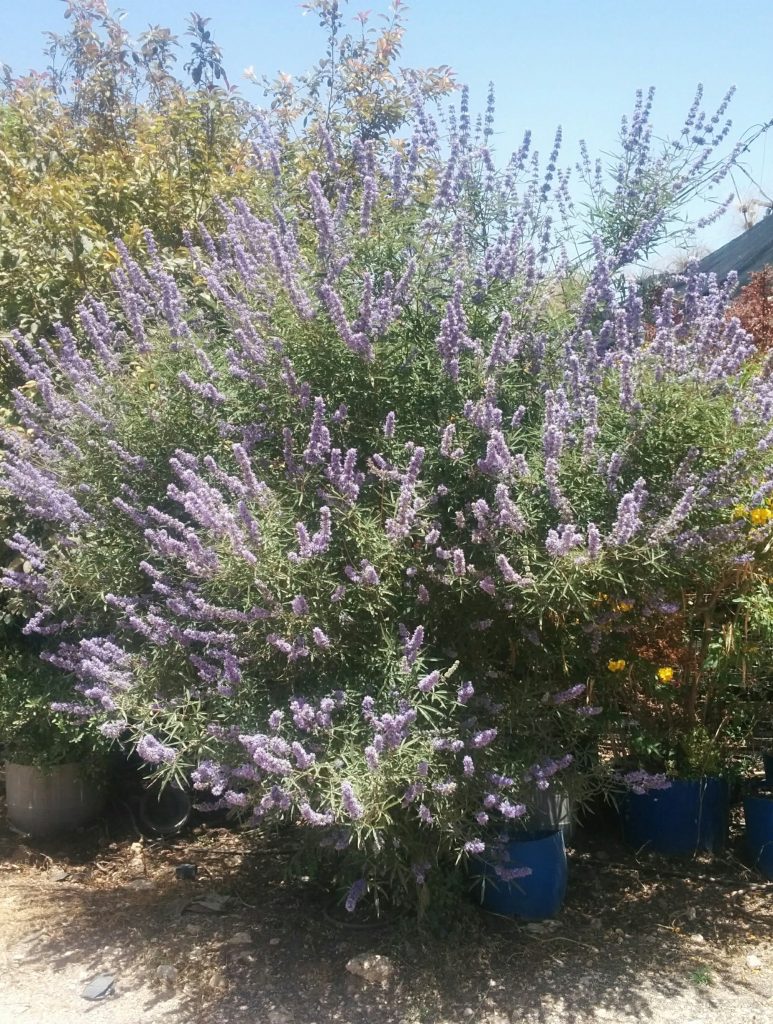 Vitex_agnus_castus_Nataf_full1_cut_up