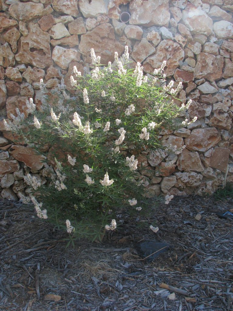 Vitex_agnus_castus_Nataf_full_white_up