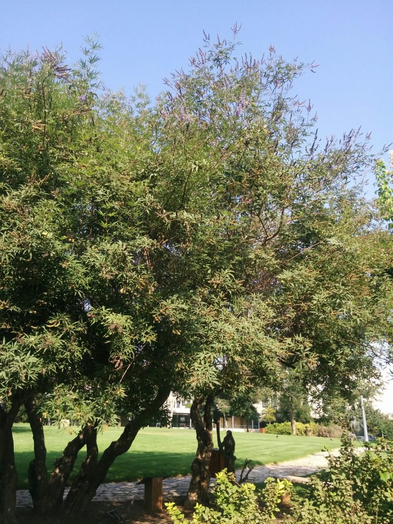 Vitex_agnus_castus_Nataf_tree_up