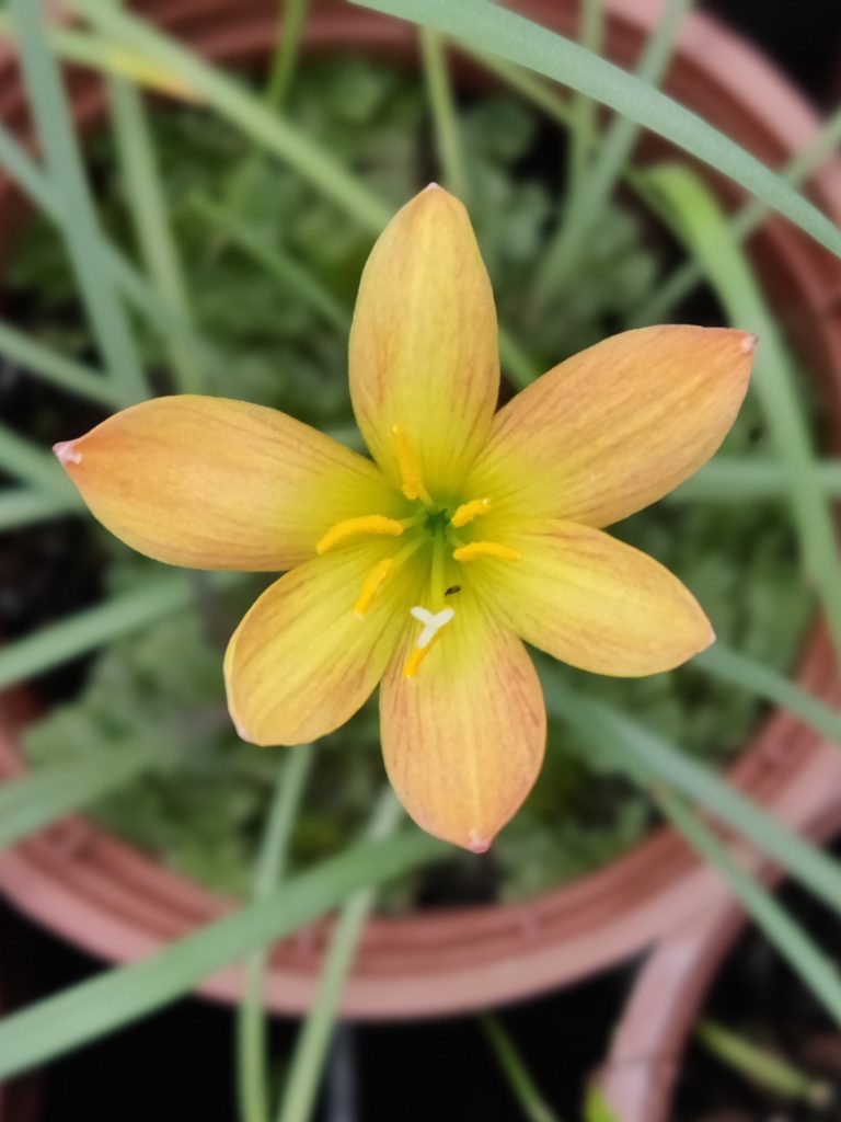 Zephyranthes_Abacos_Apricot_flower1_cut_up