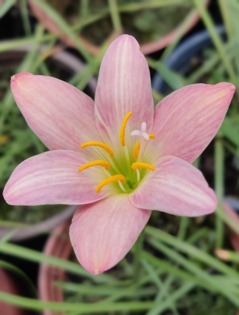 Zephyranthes_Abacos_Apricot_flower2_cut_up