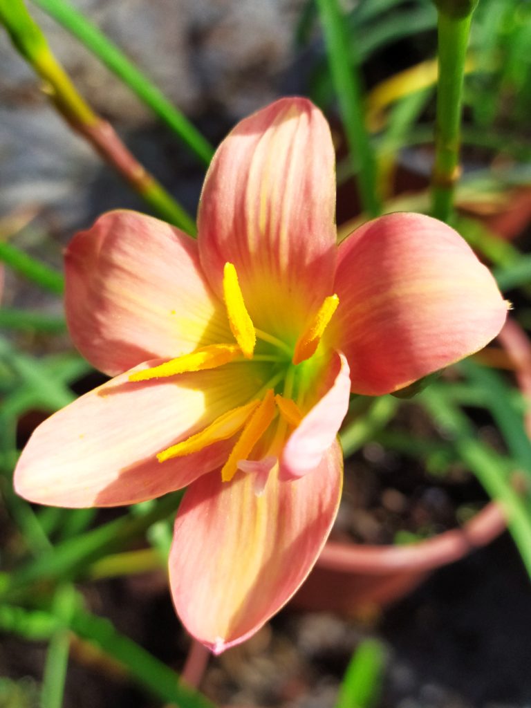 Zephyranthes_Abacos_Apricot_flower_up1