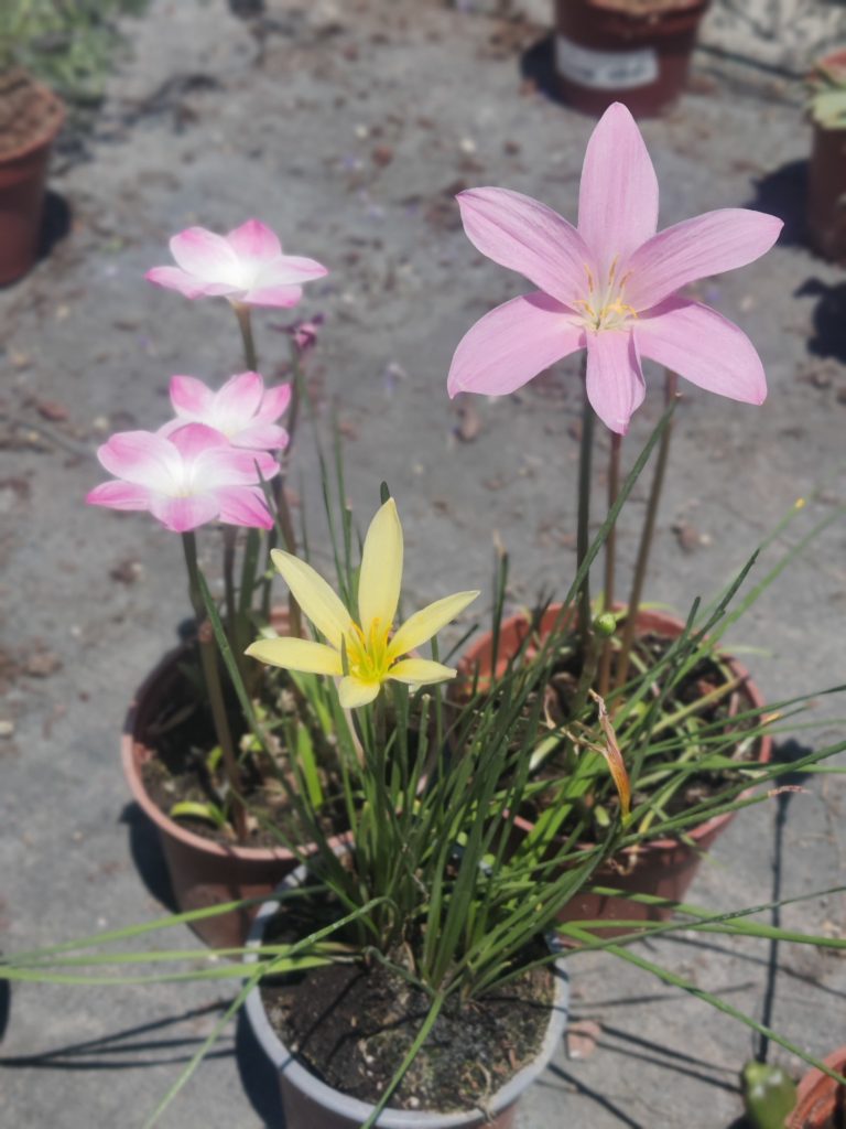 Zephyranthes_Candida_hybrid_up