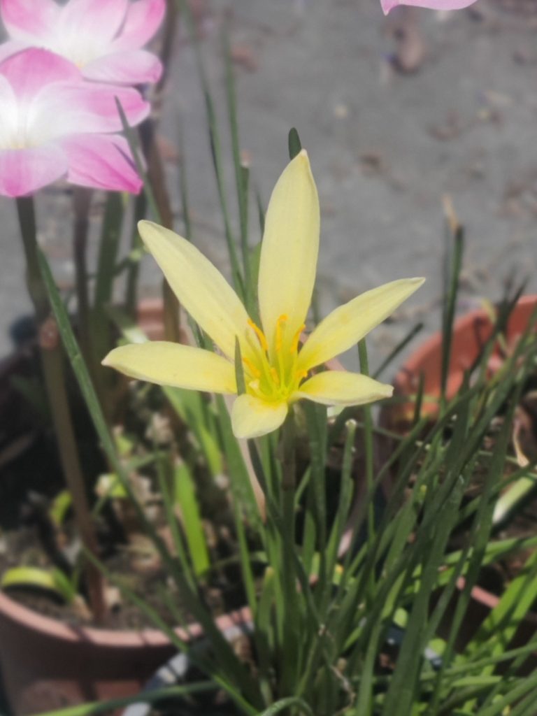 Zephyranthes_Candida_hybrid_up_cut_up