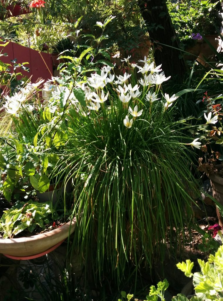 Zephyranthes_candida_full_flowers_leaves_up1_cut_up