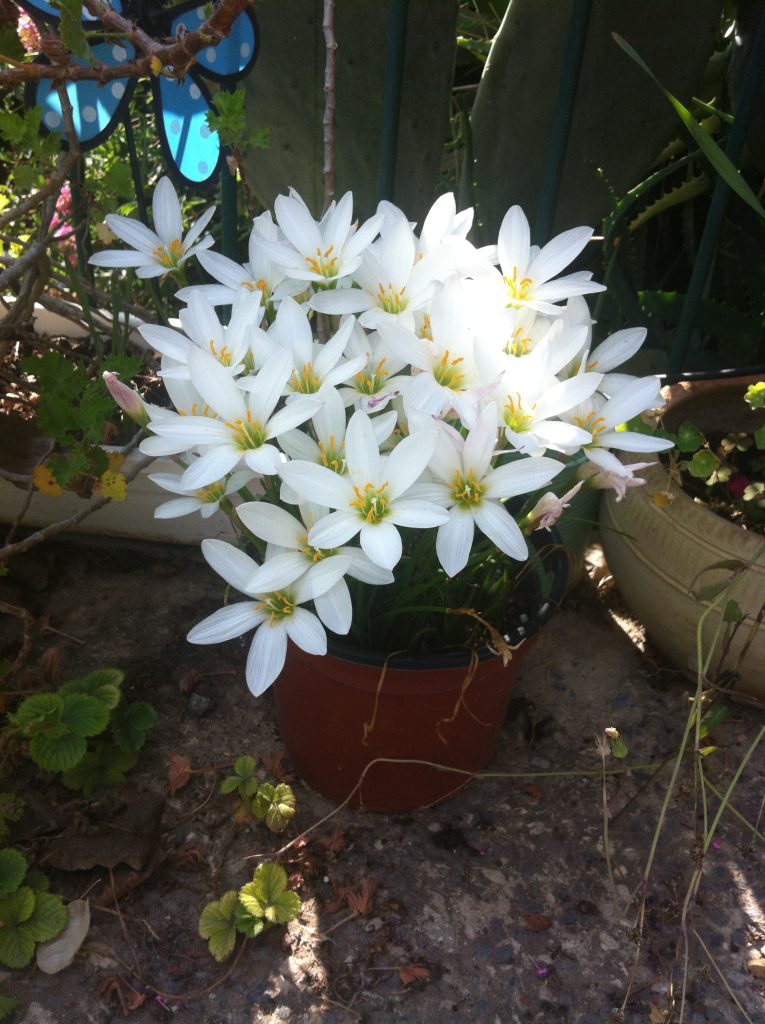 Zephyranthes_candida_full_flowers_up1