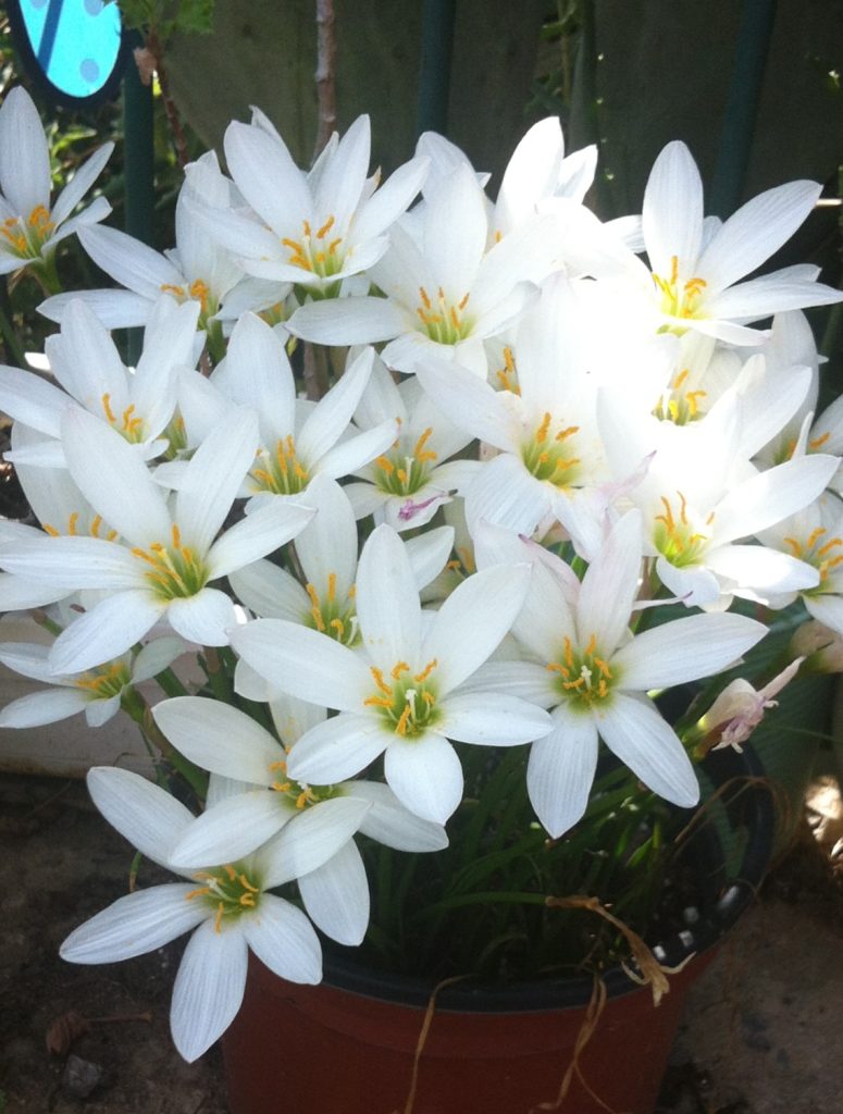 Zephyranthes_candida_full_flowers_up1_cut_up