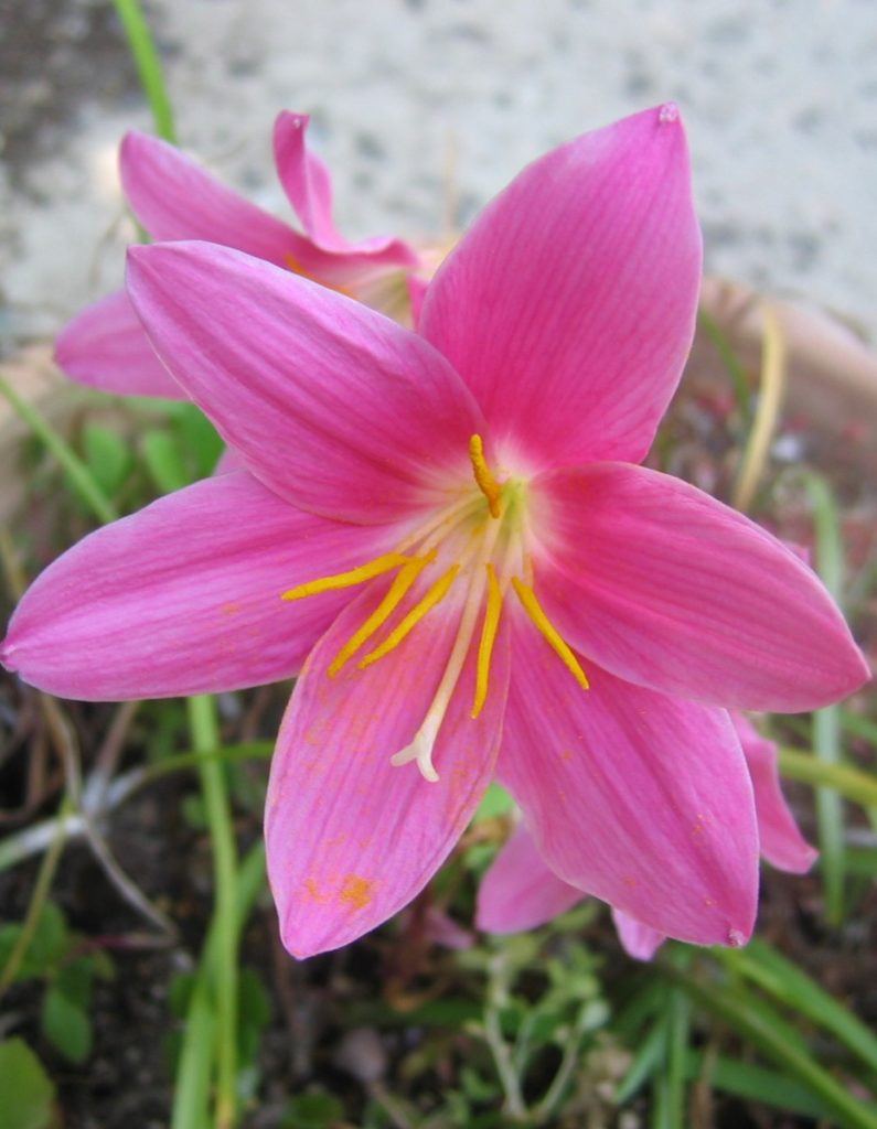 Zephyranthes_grandiflora_flower1_cut_up