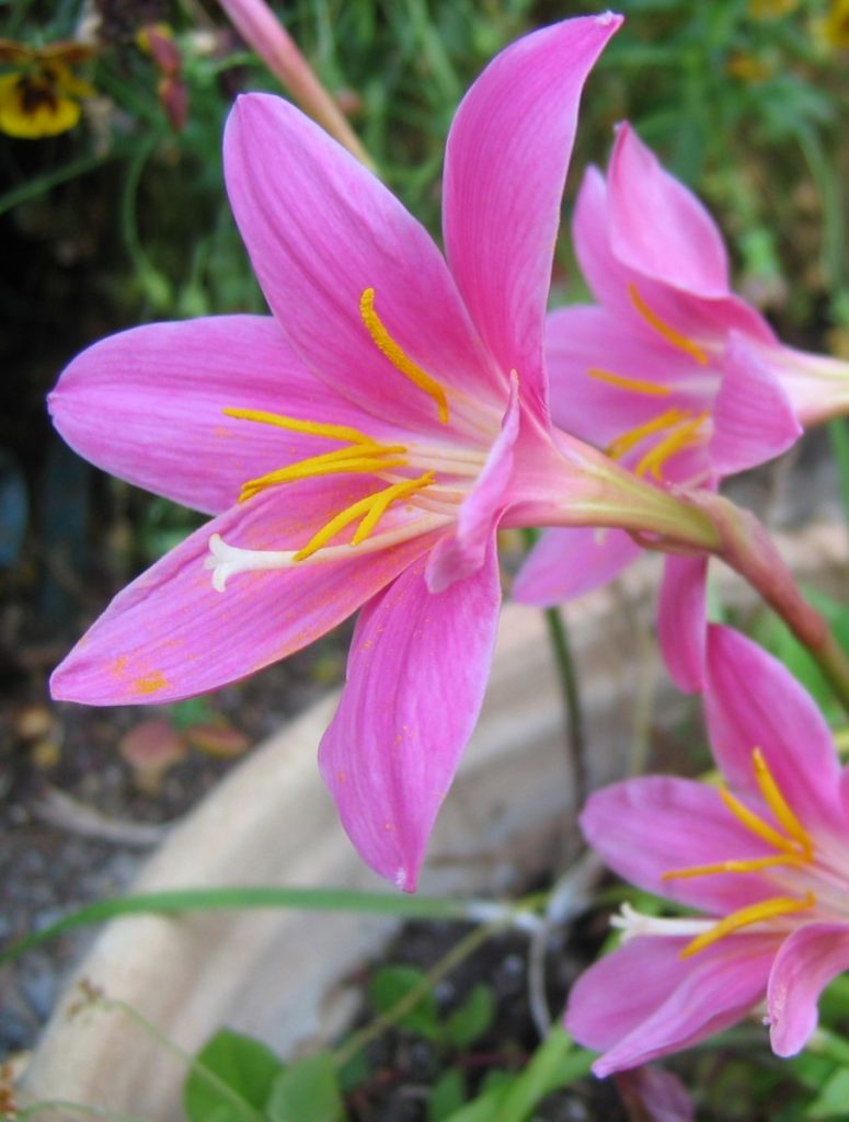 Zephyranthes_grandiflora_flower2_cut_up