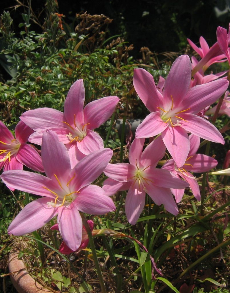 Zephyranthes_grandiflora_full2_cut_up