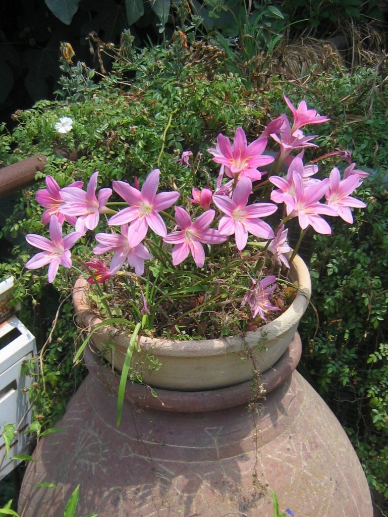 Zephyranthes_grandiflora_full_up_cut_up