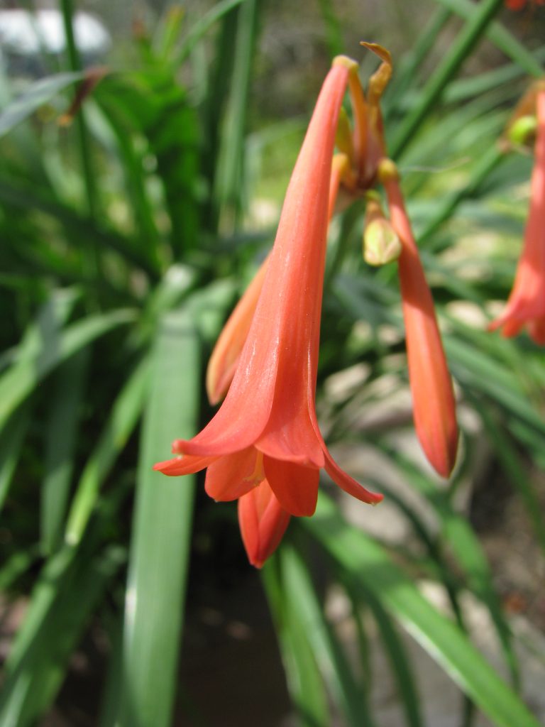 Cyrtanthus_mackenii_flower_close_up1