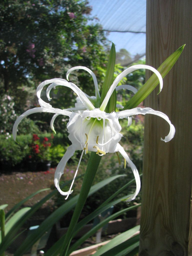 Hymenocallis_festalis_flower_up1