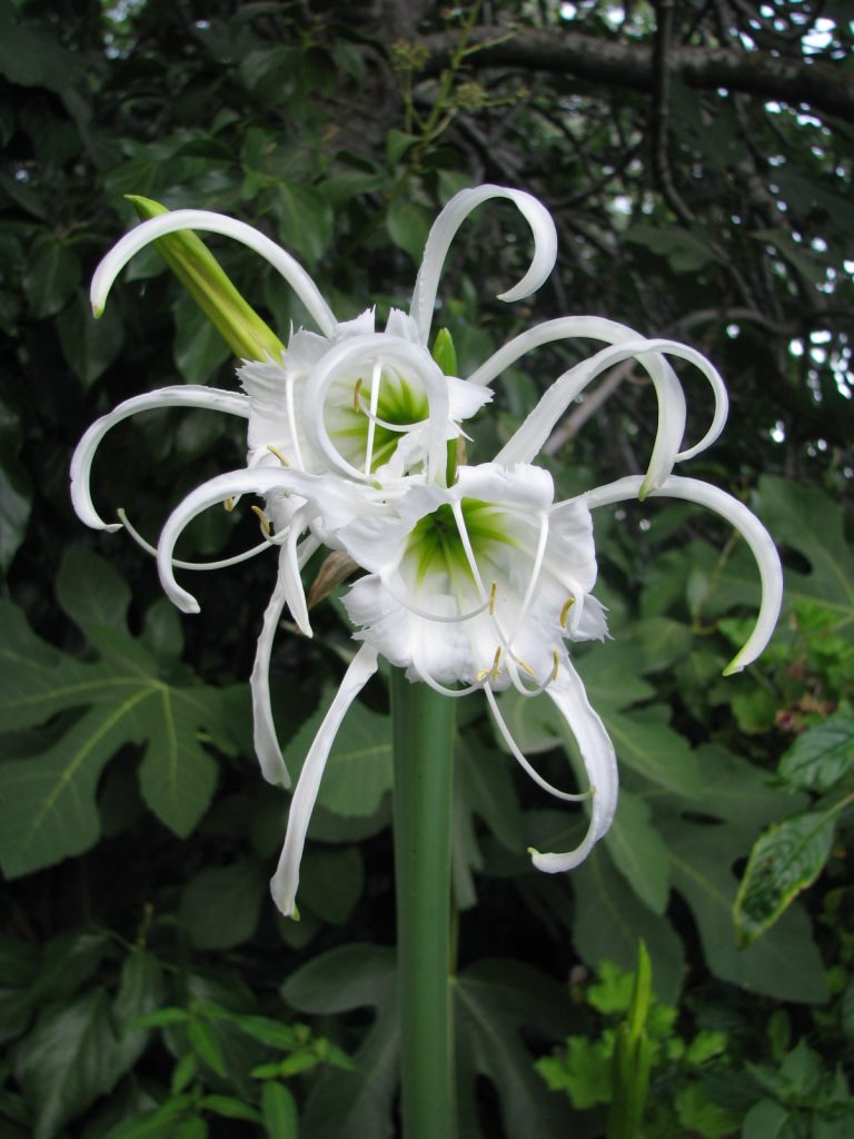 Hymenocallis_festalis_flower_up3