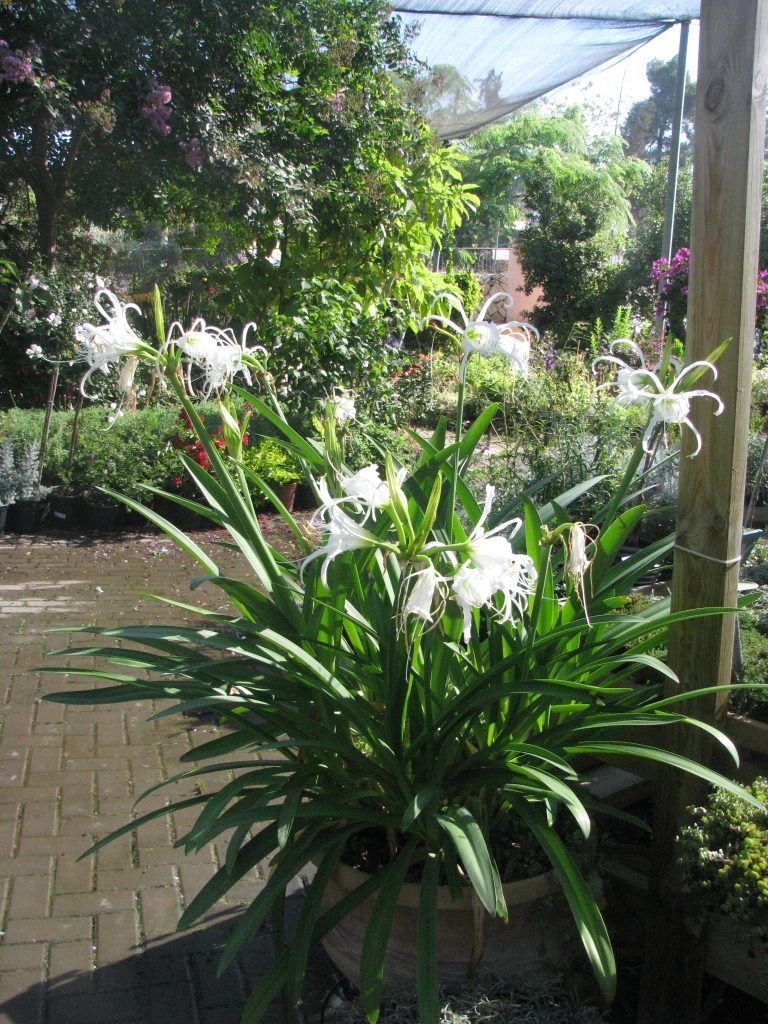 Hymenocallis_festalis_full_up1