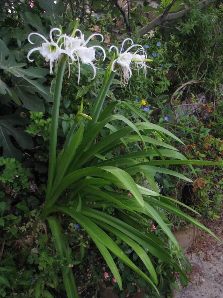 Hymenocallis_festalis_full_up2