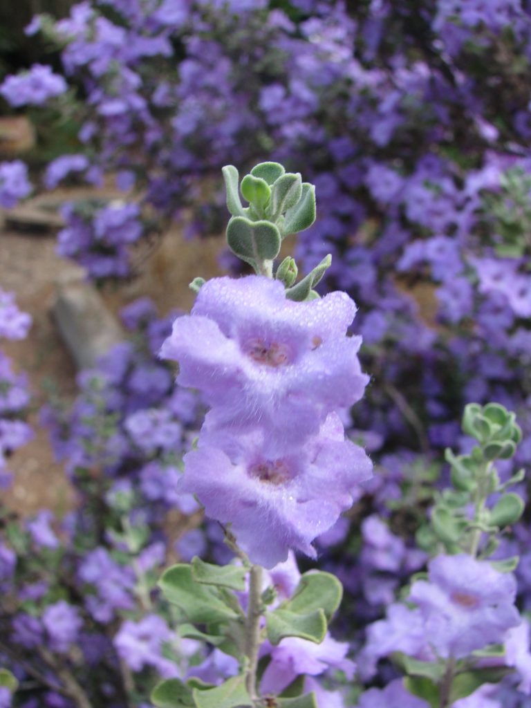 Leucophyllum_San_Jose_flowers_leaves_up1