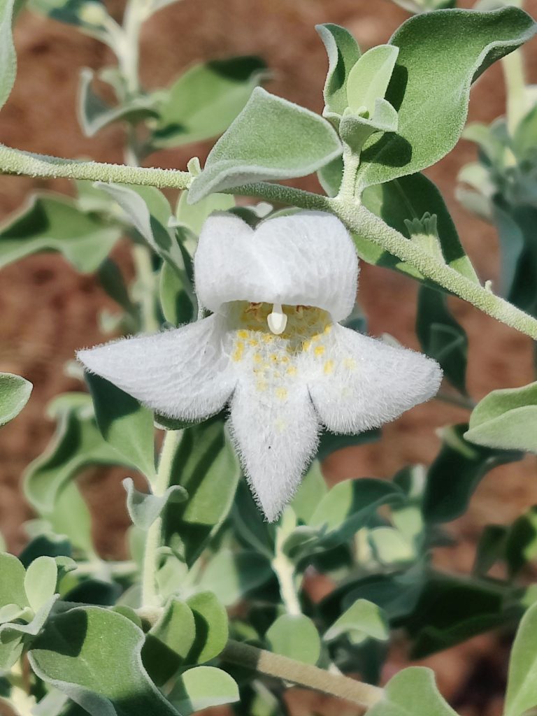 Leucophyllum_frutescens_Alba_flower_up1