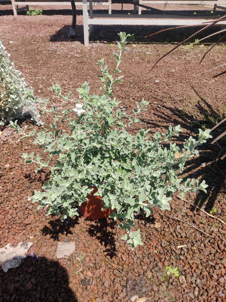 Leucophyllum_frutescens_Alba_full_pot_up1