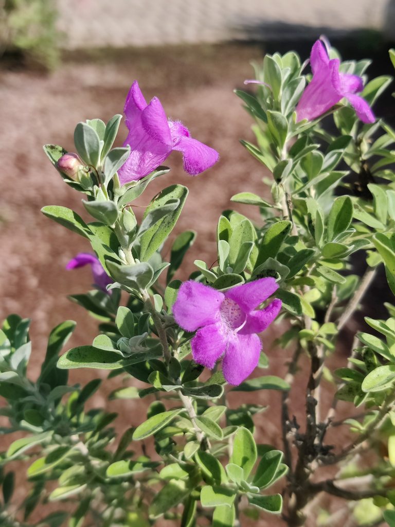 Leucophyllum_frutescens_Green_Cloud_flower_leaves_up1