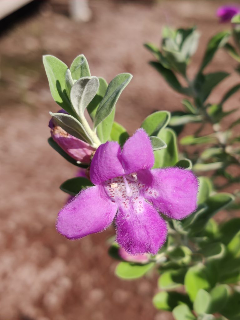 Leucophyllum_frutescens_Green_Cloud_flower_up1