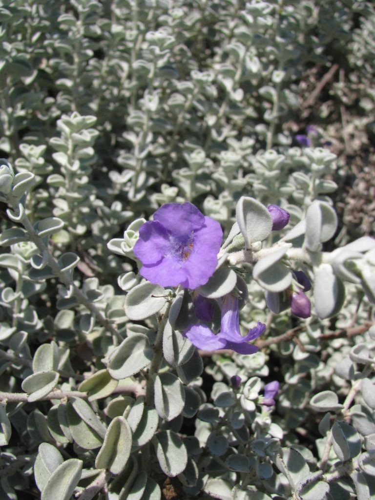 Leucophyllum_zygophyllum_Cimarron_flower