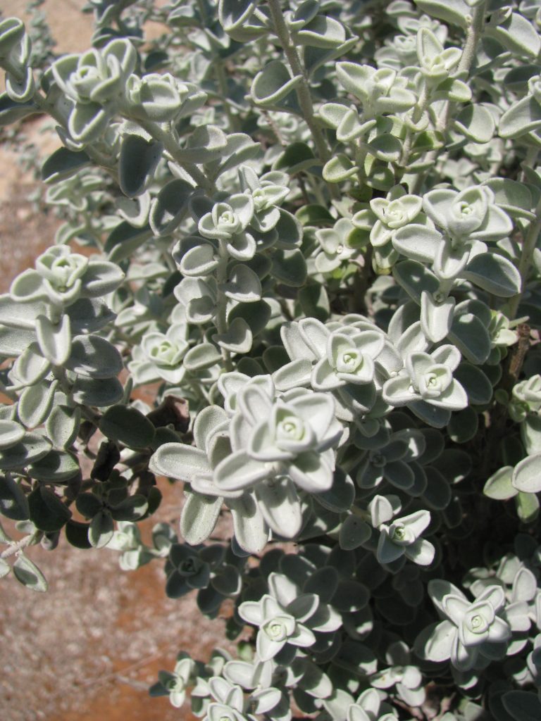 Leucophyllum_zygophyllum_Cimarron_leaves_up1