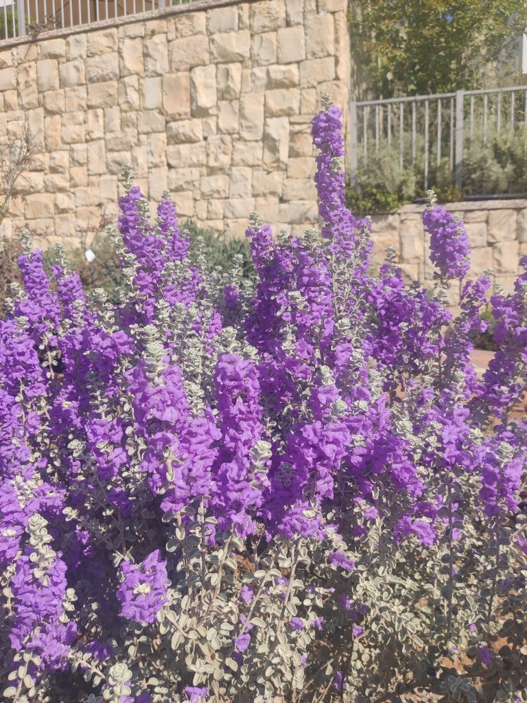 Leucophyllum_zygophyllum_Cimarron_many_flowers_up1