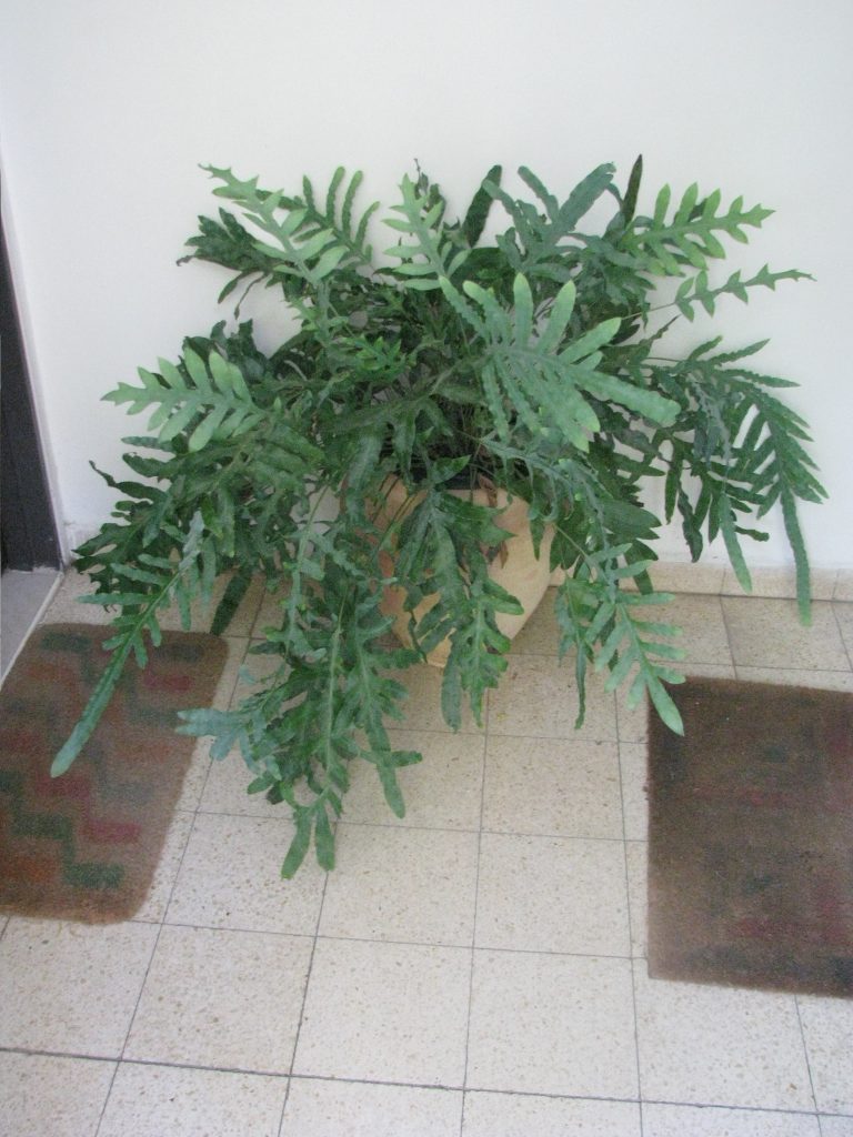 Polypodium_aureum_Mandaianum_full_up1