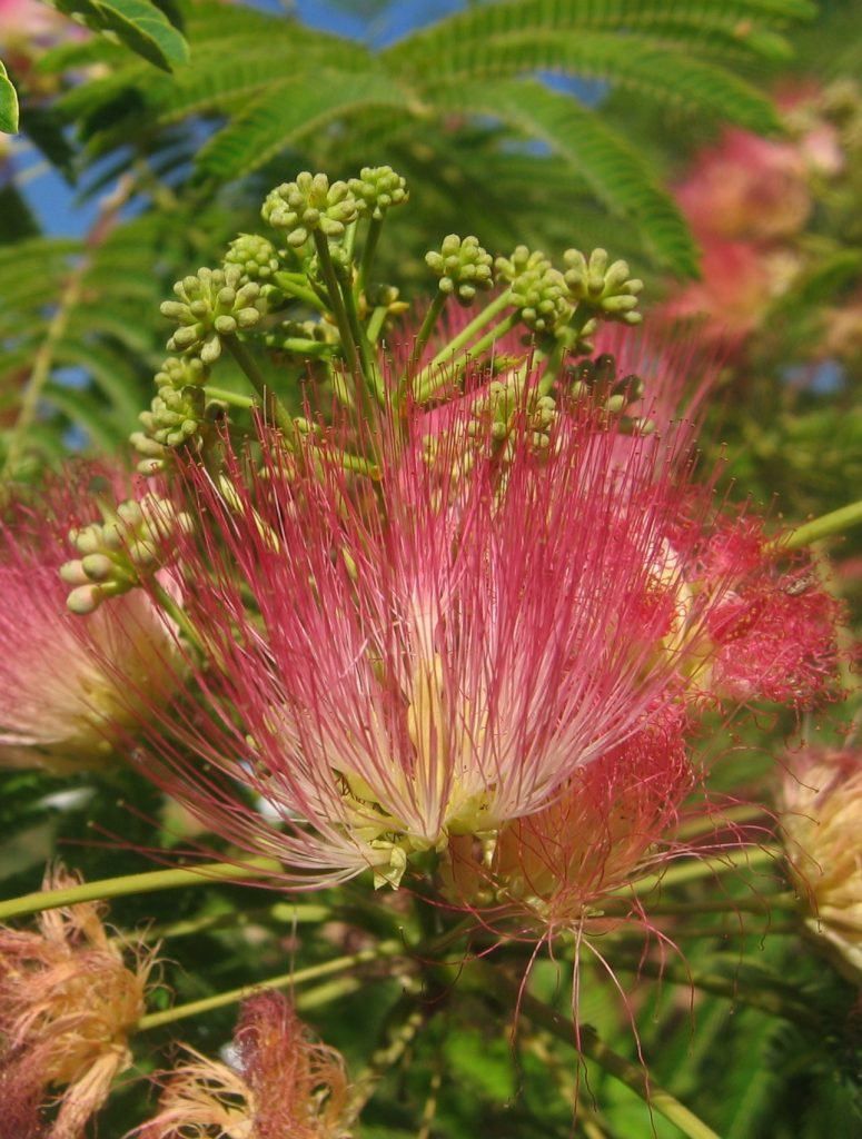 Albizia_julibrissin_flowers2_cut_up